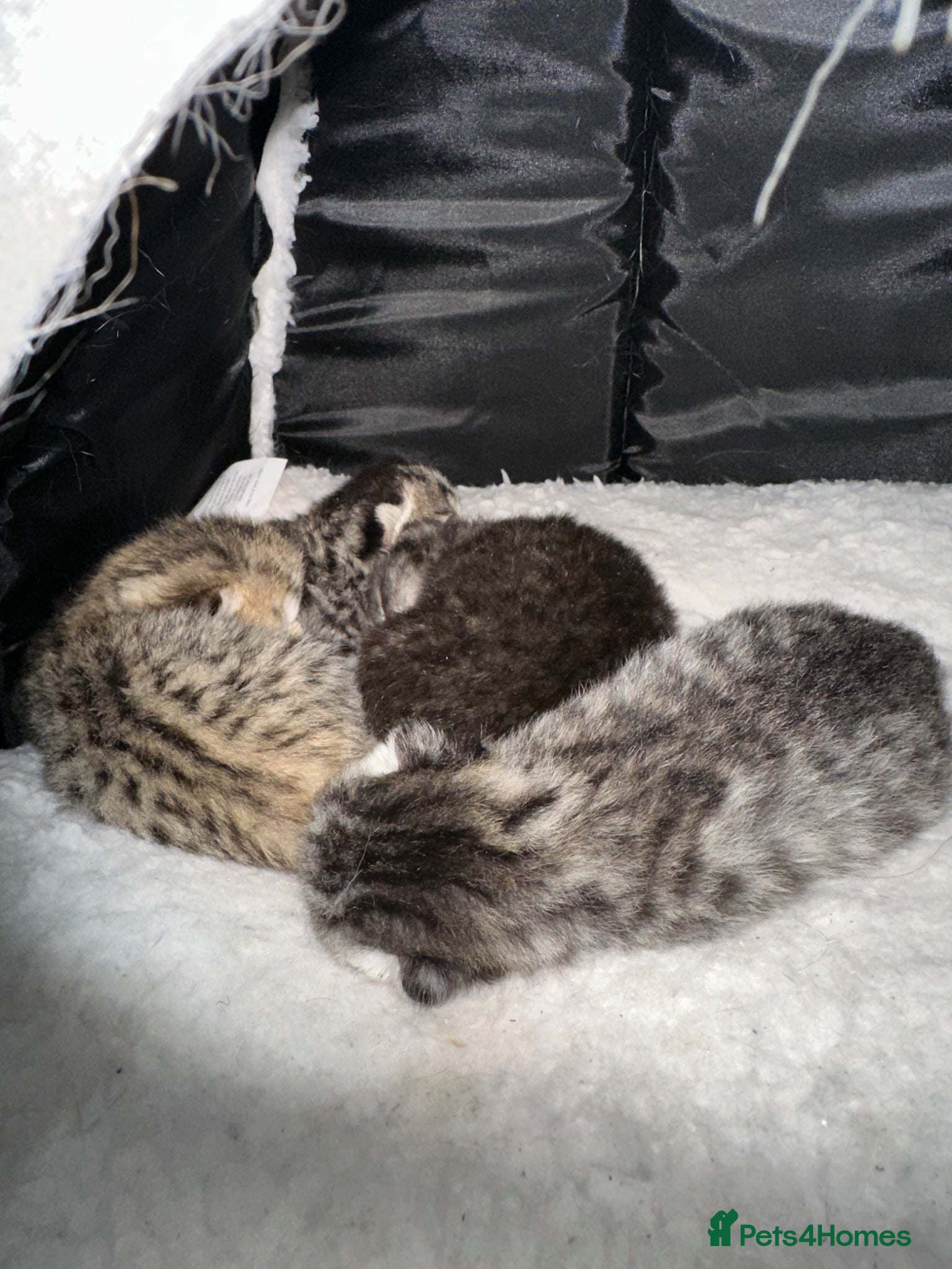 British Shorthair cats Exceptional BSH kittens  - Advert 2