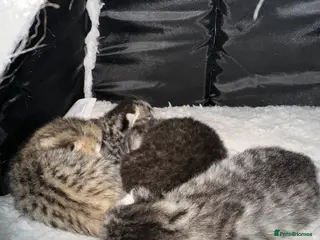 British Shorthair cats Exceptional BSH kittens - Advert 3