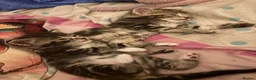 Mixed Breed cats for sale: Adorable Bengal x Shorthair Kittens - Advert 26
