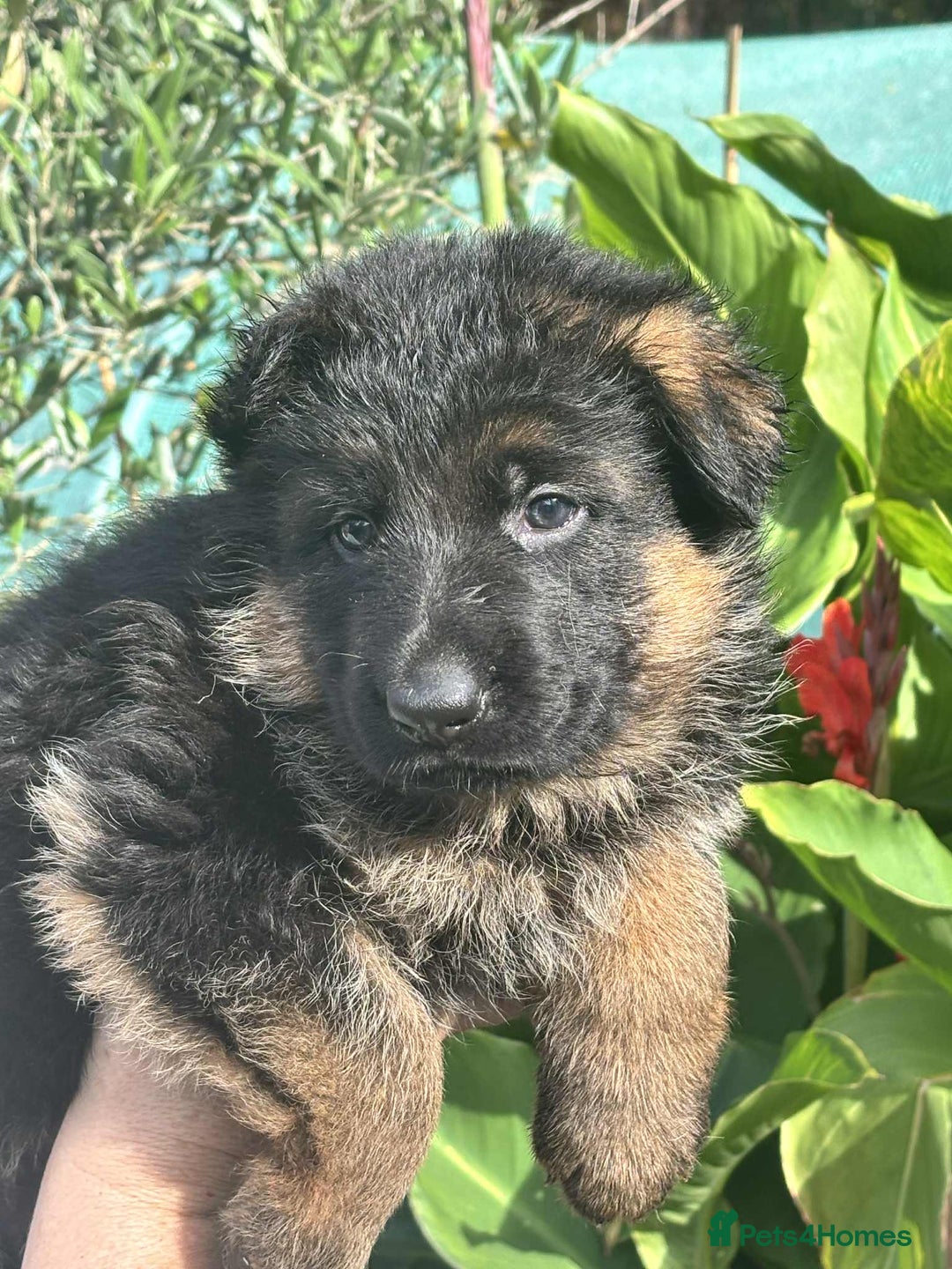 German Shepherd dogs for sale: German Shepherd Puppies KC registered - Image 12