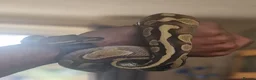 Python Snake reptiles for sale: Young Royal Pythons in Sheffield - Advert 6