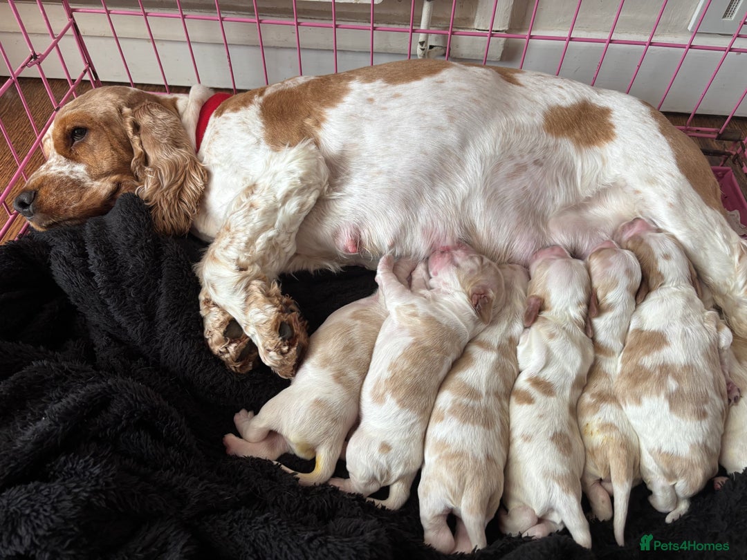 Cocker Spaniel dogs for sale: Show Cocker Spaniel Puppies  - Image 2