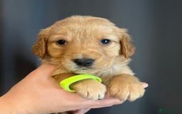 Golden Retriever dogs for sale: KC Registered - Golden Retriever Pups  - Image 18