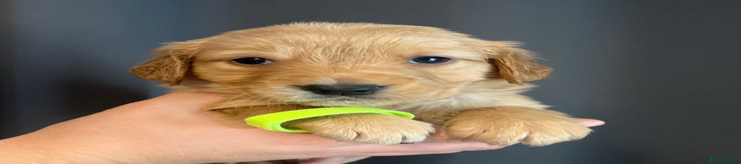 Golden Retriever Puppy 4