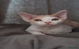 Devon Rex cats for sale: Adorable Devon Rex Kittens  - 2 girls - Image 2
