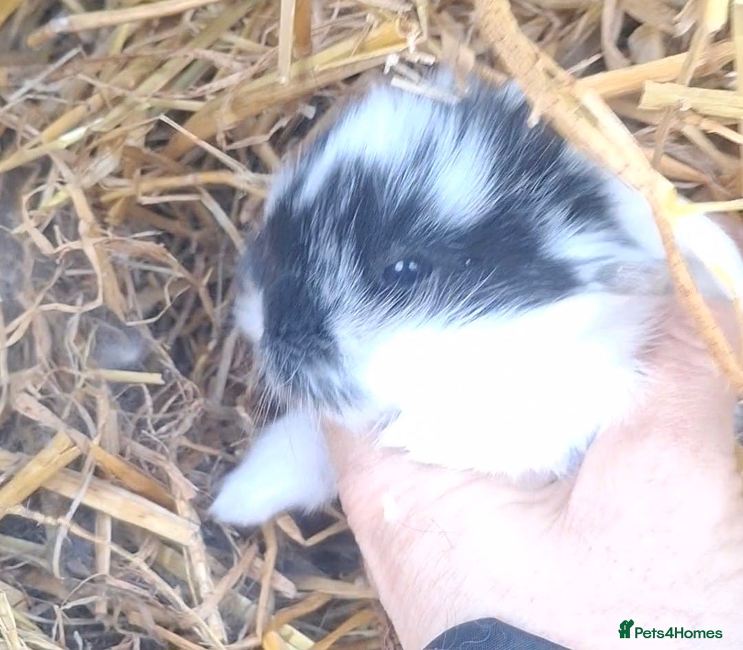 Mini Lion Lop rabbits Mini lionlops  - Advert 8