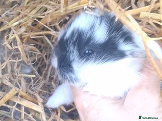 Mini Lion Lop rabbits Mini lionlops - Advert 8