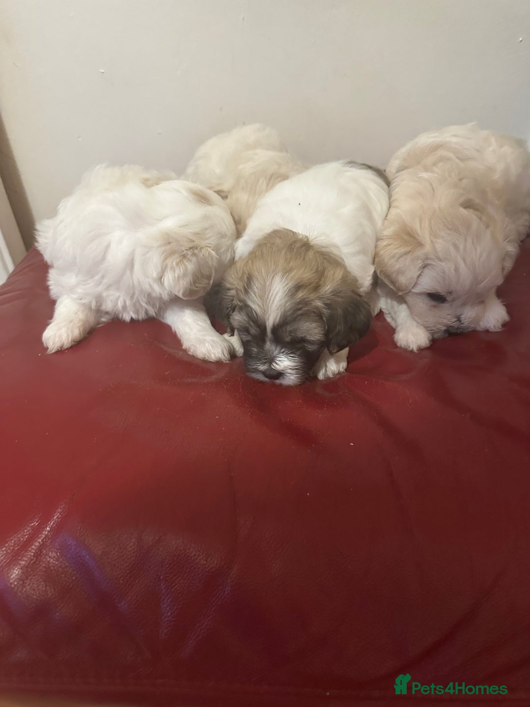 Zuchon dogs for sale: Zuchon puppies for sale  - Image 3