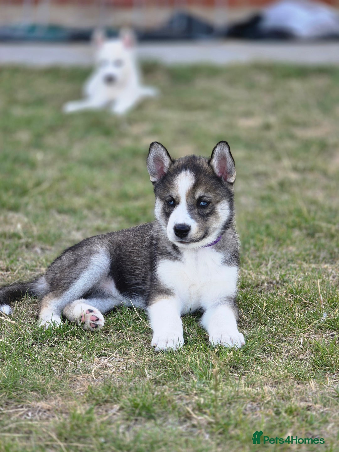 Siberian Husky dogs for sale: Stunning Pure siberian husky pups - Image 4