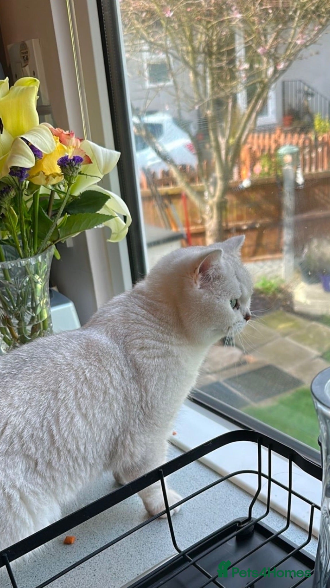 British Shorthair cats Beautiful mother and daughter British short hairs  - Advert 4