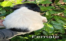 Mixed Breed dogs for sale: Three Springer Spaniel cross Puppies  - Image 2