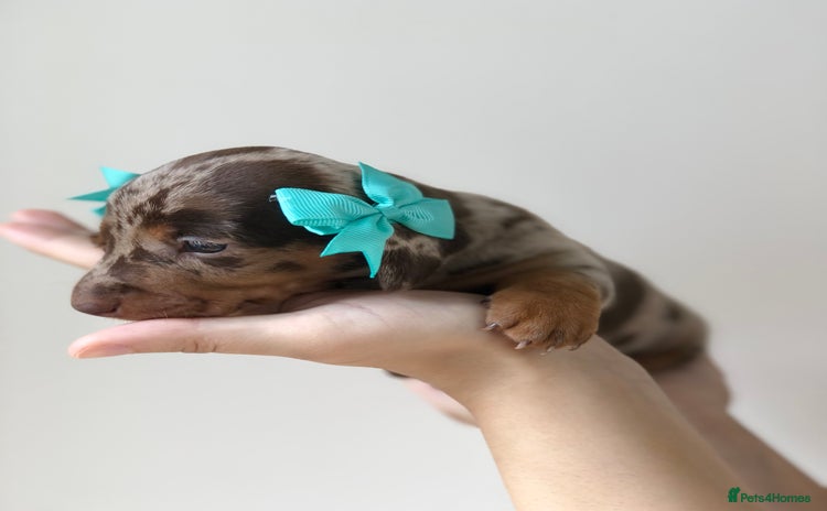 Miniature Dachshund dogs - Advert 18