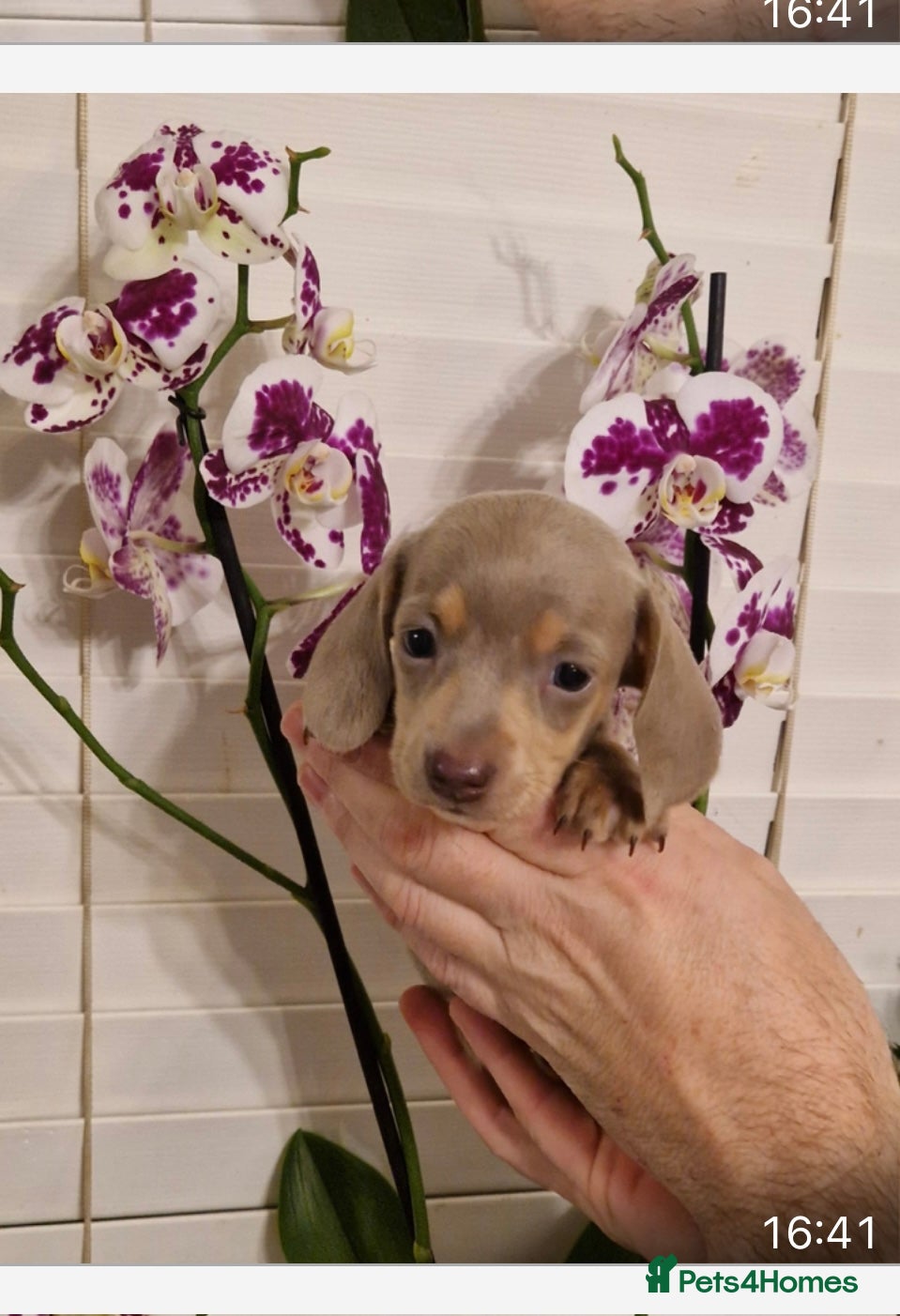 Miniature Dachshund dogs Miniature dachshund  - Advert 10