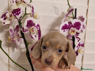 Miniature Dachshund dogs Miniature dachshund - Advert 1