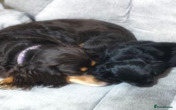 Mixed Breed dogs for sale: Cockapomapoo pup for sale - Advert 6