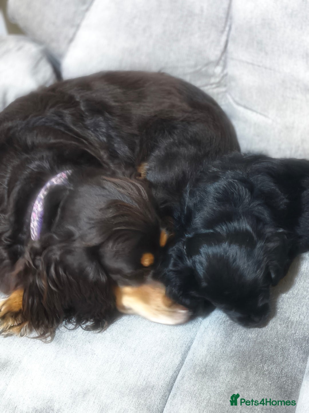 Mixed Breed dogs for sale: Cockapomapoo pup for sale - Advert 6