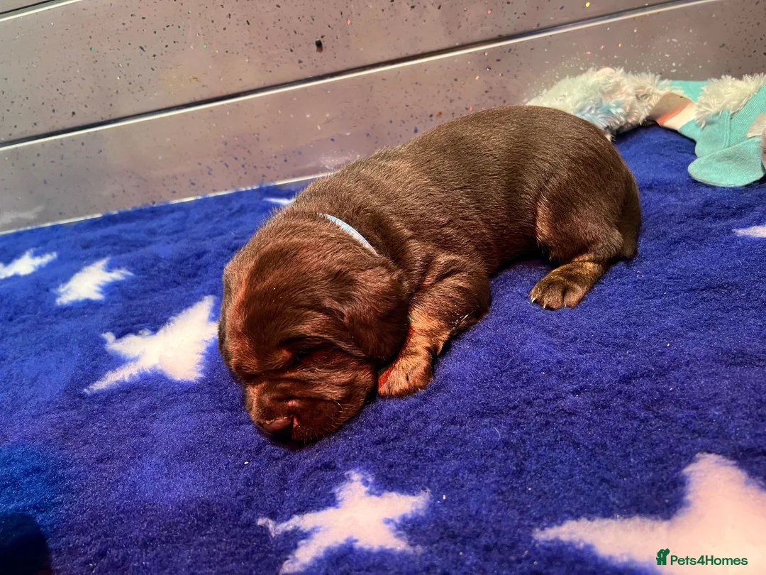 Labrador Retriever dogs for stud: KC REGISTERED LABRADOR STUD in Worcester - Advert 15