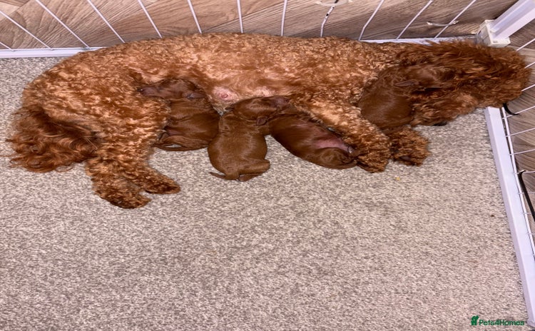 Cockapoo dogs - Advert 11