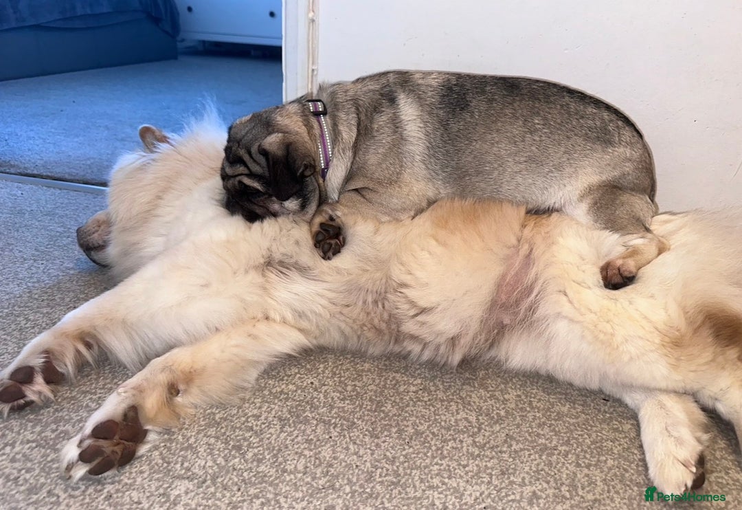 Mixed Breed dogs for sale: Rehoming - Chow Chow & two Pugs  - Advert 6