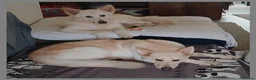 Mixed Breed dogs for sale: White Shepherd Puppies - Advert 8