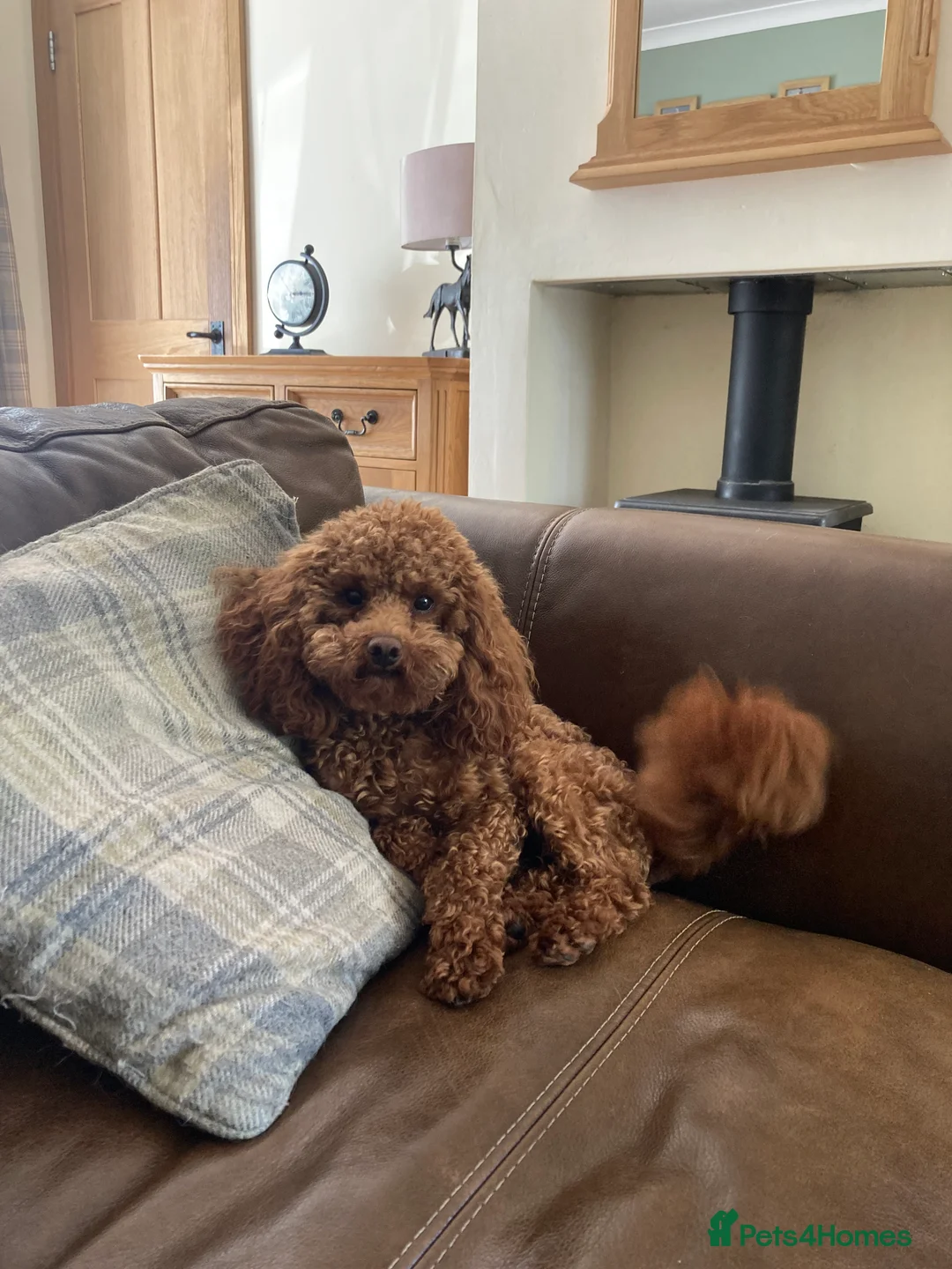 Toy Poodle dogs for stud: Health tested fox red toy poodle stud  in Stevenage - Advert 25