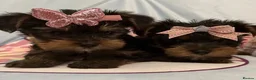 Yorkshire Terrier dogs for sale: Yorkshire Terrier Puppies/pups for sale in Bournemouth - Advert 4