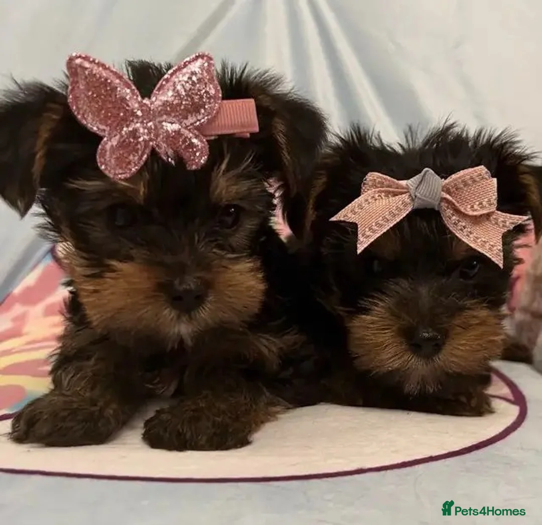 Yorkshire Terrier dogs for sale: Yorkshire Terrier Puppies/pups for sale in Bournemouth - Advert 4