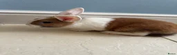 Dutch rabbits for sale: Dutch bunnies - Advert 6