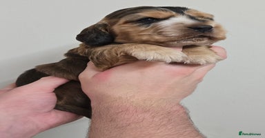 Cocker Spaniel dogs Show type Cocker Spaniels - Advert 1