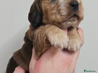 Cocker Spaniel dogs Show type Cocker Spaniels - Advert 10