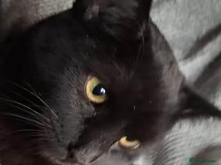 Domestic Shorthair cats Sweet older kitten seeking a loving forever home - Advert 2