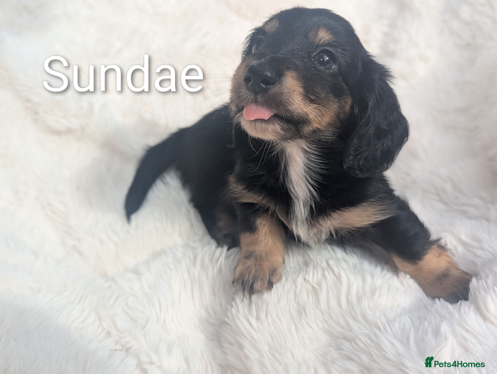 Miniature Dachshund dogs READY THIS WEEKEND 🏆Russian Champion lines  - Advert 1