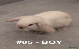 Mini Lop rabbits for sale: Exceptional Mini-Lops. Collect from: 25th October - Image 10