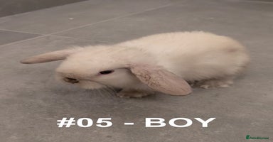 Mini Lop rabbits - Advert 12