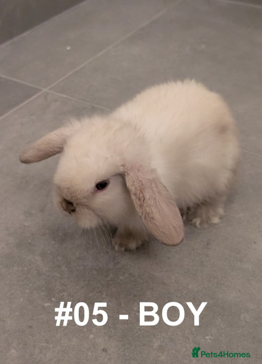 Mini Lop rabbits for sale: Exceptional Mini-Lops. Collect from: 25th October - Image 10