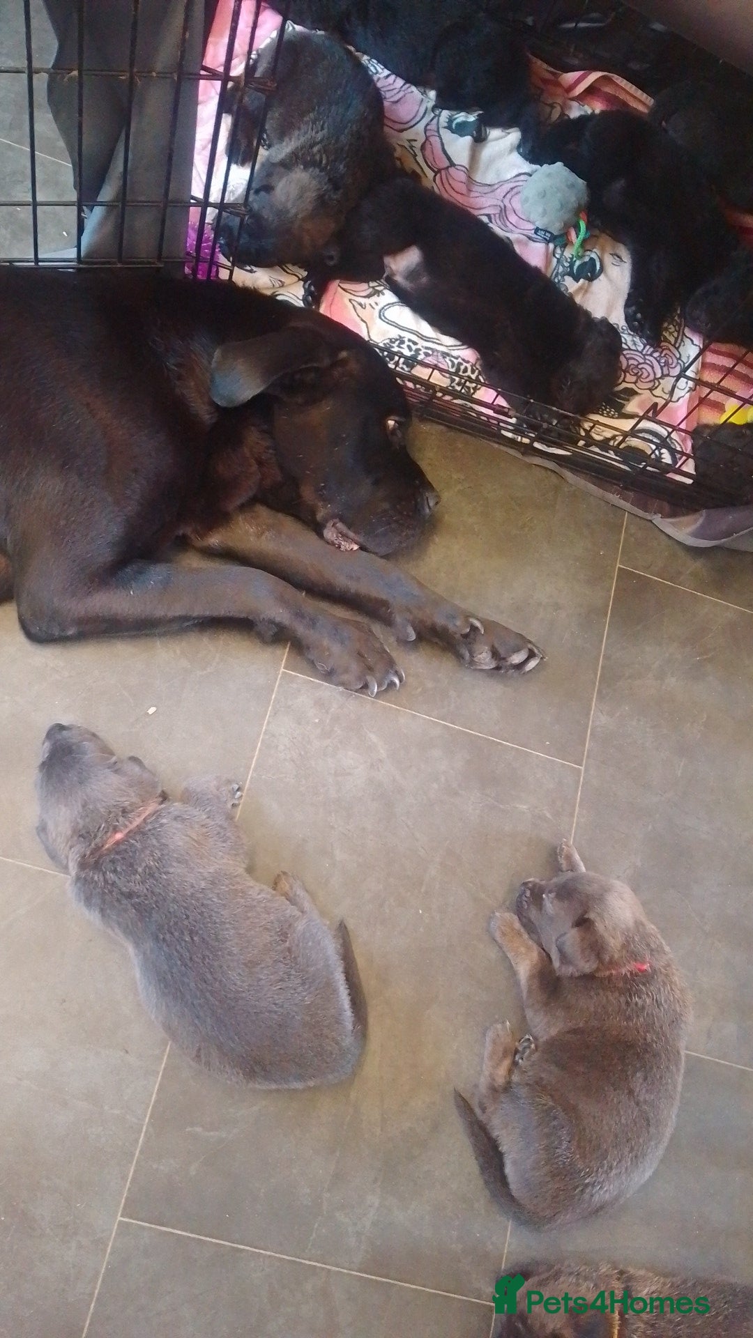 Mixed Breed dogs for sale: 9 German corso puppies  - Image 10