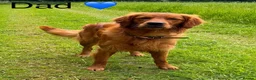 Golden Retriever dogs for sale: Rare Red Golden Retriever Puppies - Advert 9