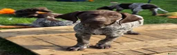 German Shorthaired Pointer dogs for sale: Last two remaining... in York - Advert 18