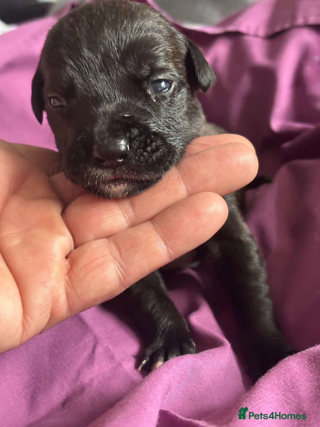 Mixed Breed dogs for sale: Cane corso puppys - Advert 33