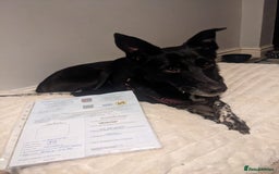 Mixed Breed dogs for adoption: ❤️Carmen — 3,5-4 years old small-to-medium girl❤️ - Advert 9