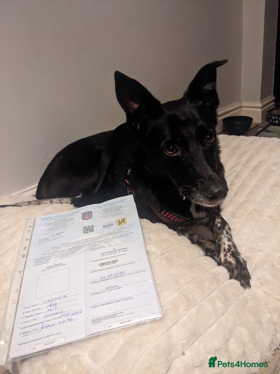 Mixed Breed dogs for adoption: ❤️Carmen — 3,5-4 years old small-to-medium girl❤️ - Advert 9