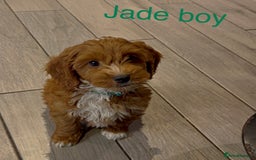 Cockapoo dogs for sale: Stunning F1 Cockapoo puppies - Image 5