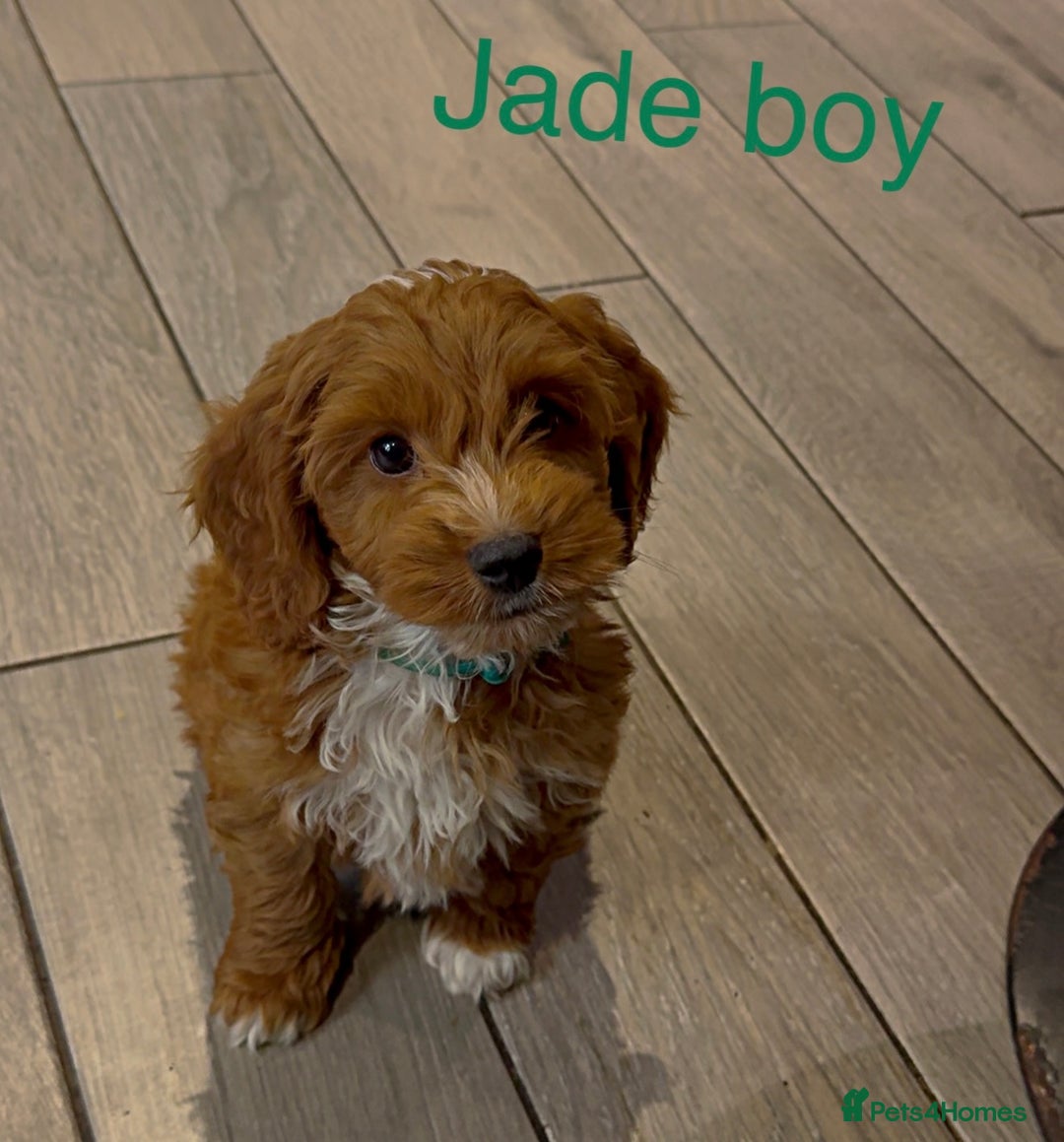 Cockapoo dogs for sale: Stunning F1 Cockapoo puppies - Image 5