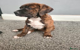Presa Canario dogs for sale: Presa canario  - Image 3