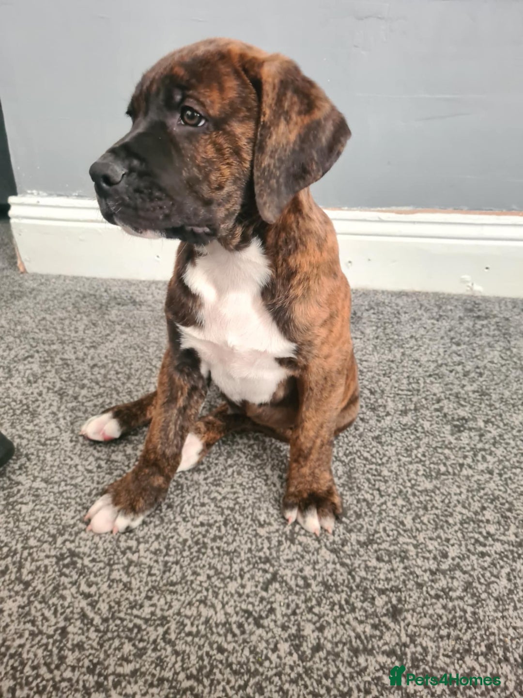 Presa Canario dogs for sale: Presa canario  - Image 3
