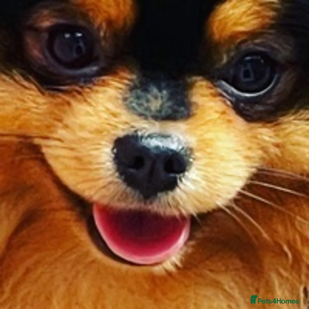 Pomeranian dogs for stud: STUNNING FENDI OPEN AT STUD 🏆CHAMPION SIRED🏆 in Grays - Advert 11