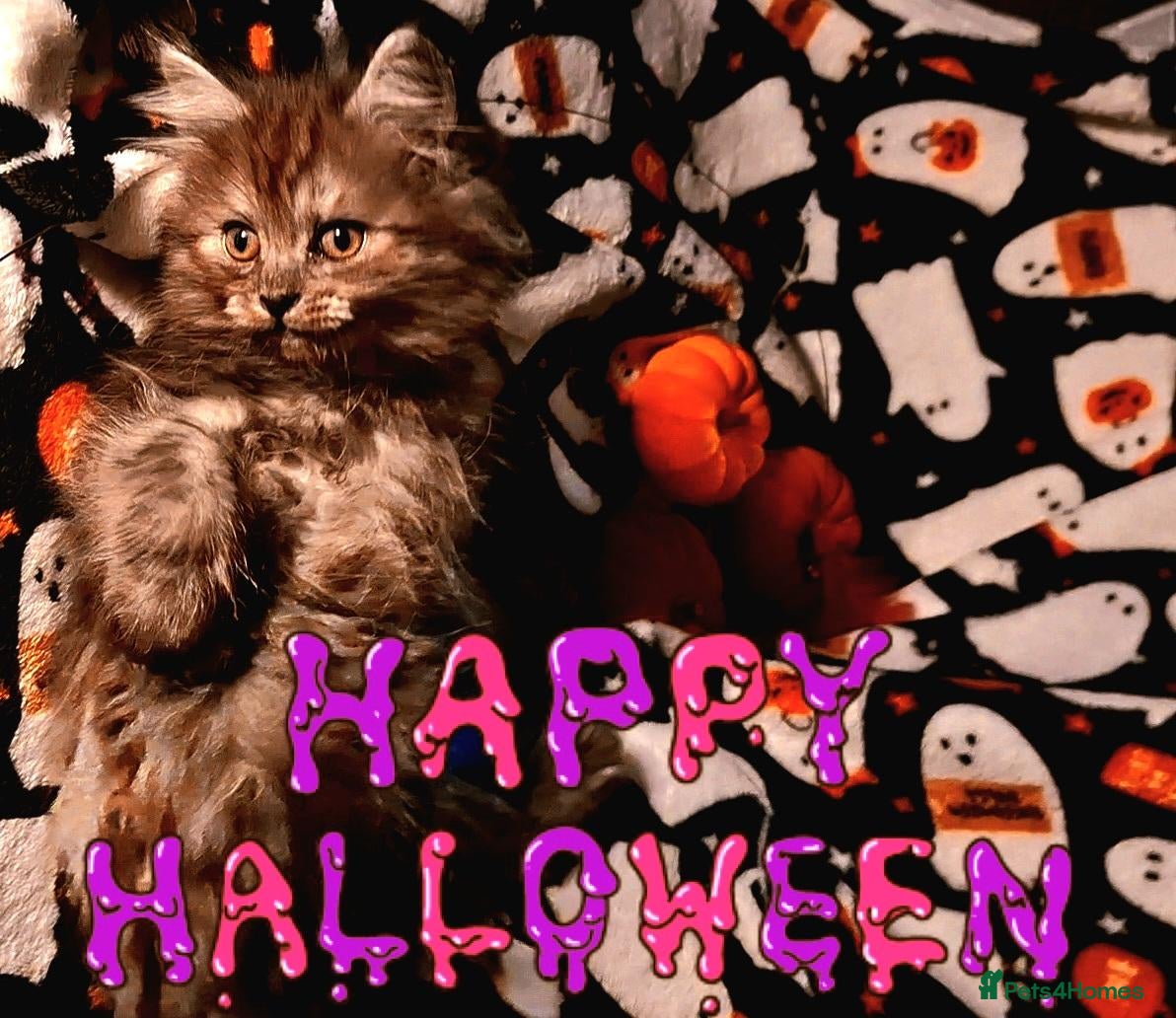 Mixed Breed cats for sale: Male long haired Persian mix & bengal boy left! - Advert 21