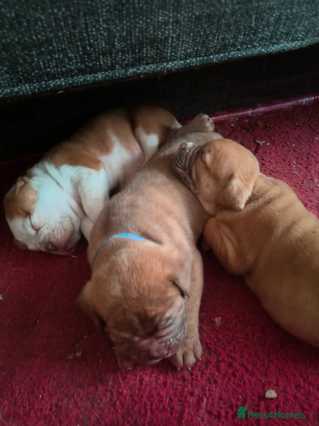 Mixed Breed dogs for sale: Dogue de bordeaux cross old time english bulldog in Newcastle upon Tyne - Advert 19