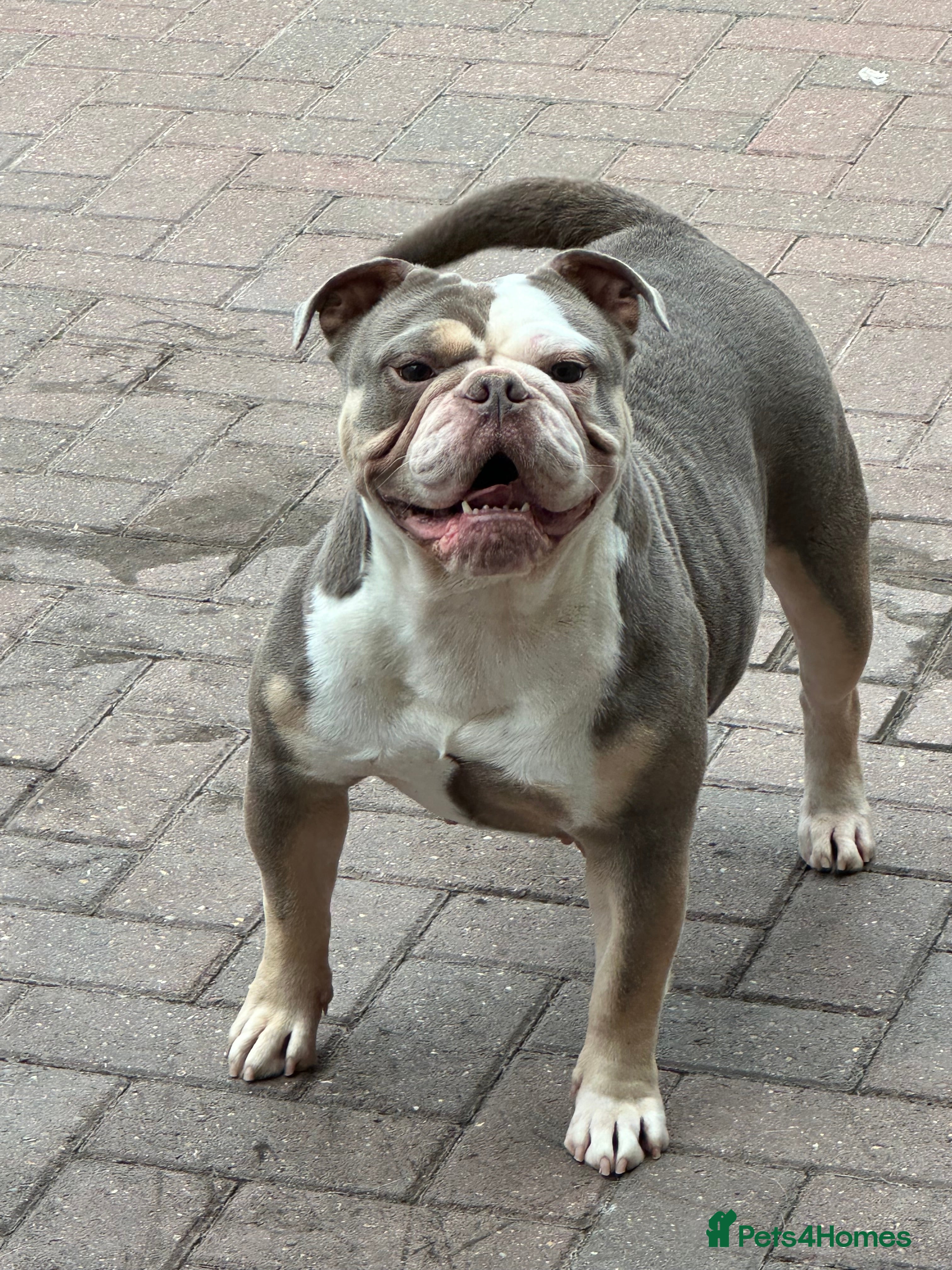 Olde English Bulldogge dogs Adult female  - Advert 6