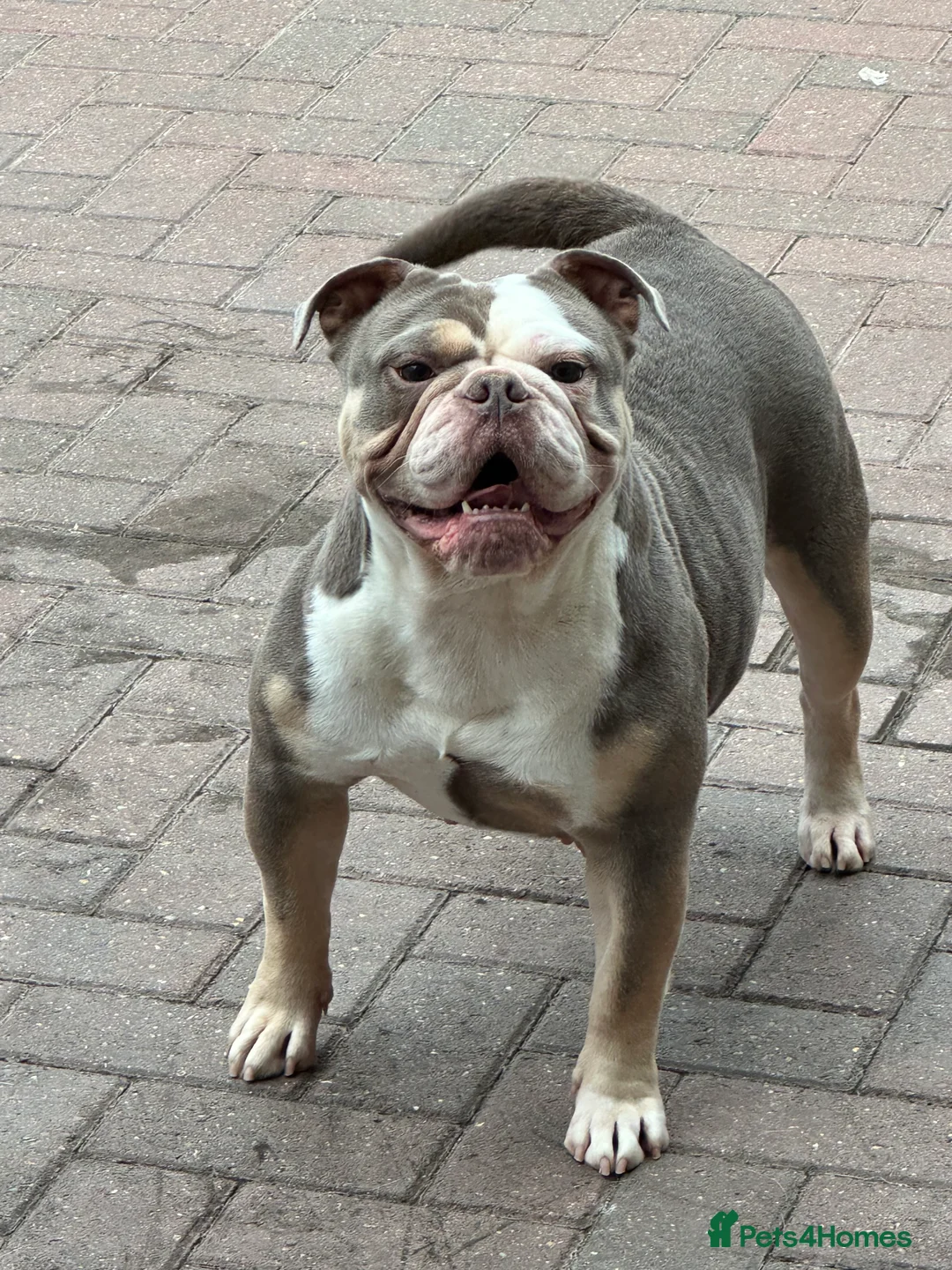 Olde English Bulldogge dogs for sale: Adult female  - Advert 1